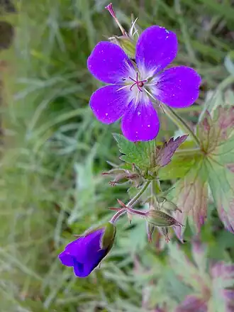 alternativní popis obrázku chybí