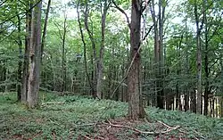 Původní brdské porosty v PR Getsemanka