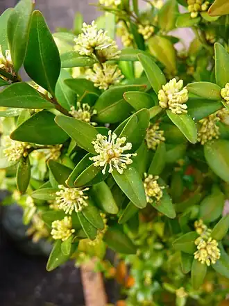 alternativní popis obrázku chybí