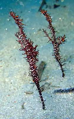 Vějířník třásnitý