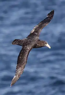 Fotografie ptáka s převážně tmavým peřím