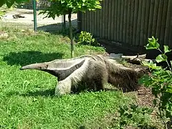 Mravenečník velký