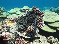 Podmořský život u Kingmanova útesu