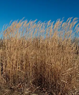 alternativní popis obrázku chybí