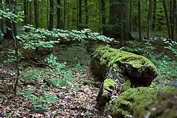 Tlející buk v Přírodní rezervaci Sidonie