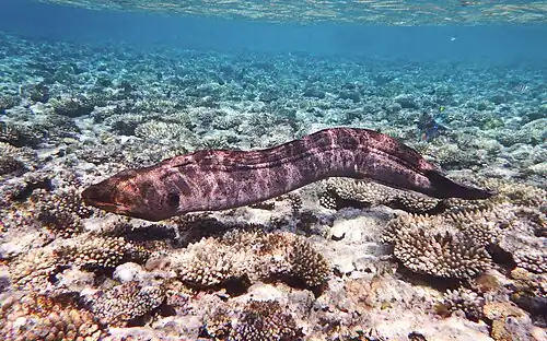 Murény mají souvislý ploutevní lem a chybí jim párové ploutve