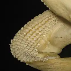 Řady zubů v čelisti žraloka vouskatého