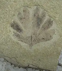 Otisk laločnatého listu v kameni