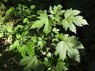 alternativní popis obrázku chybí