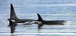 Fotografie hřbetů hejna tří kosatek, jedno je dospělý samec s velkou hřbetní ploutví