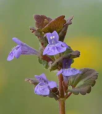 alternativní popis obrázku chybí