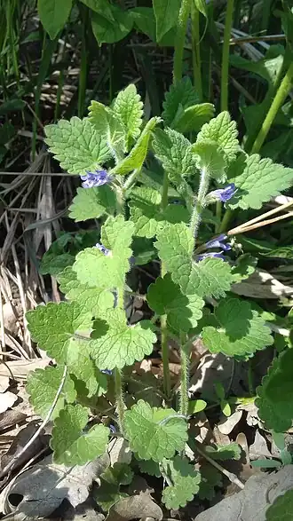 alternativní popis obrázku chybí