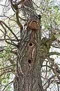 Hnízda v dutinách stromu