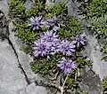 Horský, nízce rostoucí druh koulenka plazivá (Globularia repens)