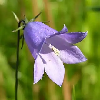 alternativní popis obrázku chybí