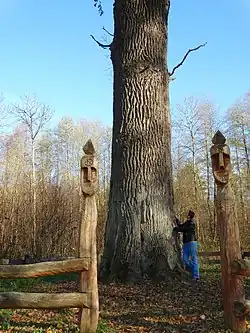 Kmen mohutného dubu, u něhož stojí člověk, vepředu dvě dřevěné modly – sochy