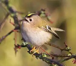 alternativní popis obrázku chybí