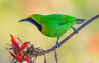 alternativní popis obrázku chybí