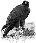 Ilustrace orla skalního