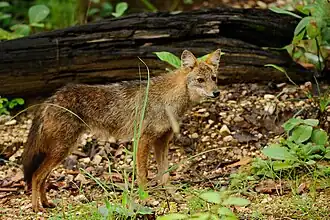 Šakal obecný siamský