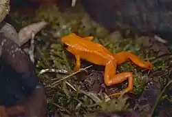 Mantela zlatá v listoví