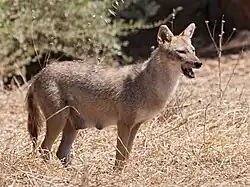 Šakal obecný syrský