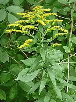 zlatobýl kanadský (Solidago canadensis)