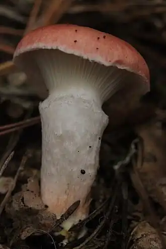 alternativní popis obrázku chybí