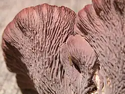 Lištnatý hymnofor (stročkovec kyjovitý – Gomphus clavatus)