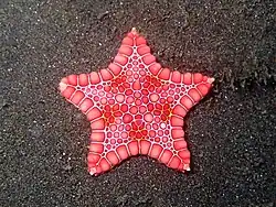 Pěticípá hvězdice připomínající vánoční hvězdu (Goniaster tessellatus)