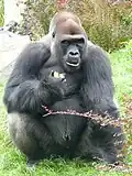 Gorila nížinná