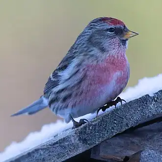 alternativní popis obrázku chybí