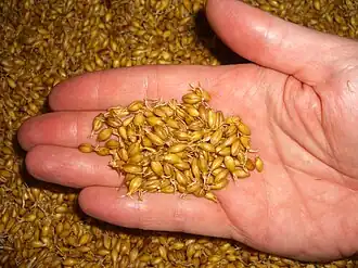 Naklíčený ječmen je zdrojem sladu, suroviny pro výrobu piva