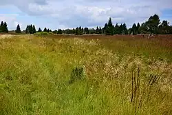 Přírodní rezervace Grünwaldské vřesoviště