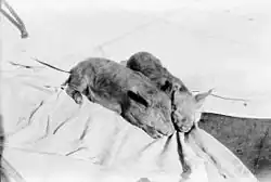 Prasátka na palubě Grace Harwar