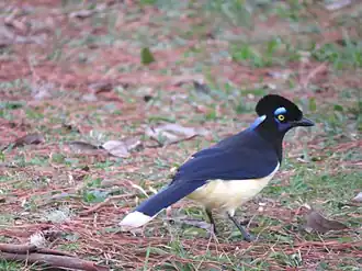 alternativní popis obrázku chybí