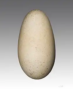 Kulaté velké bílé vejce elipsovitého tvaru s patrnými červeno-hnědými flíčky