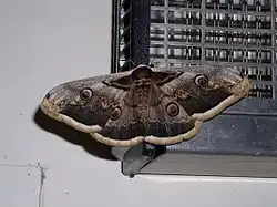 martináč hrušňový