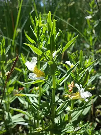 alternativní popis obrázku chybí