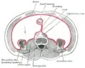 Horizontální uspořádání pobřišnice v dolní části břicha (velký sval bederní – Psoas major v levém dolním rohu)