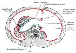 Ohraničení peritoneální dutiny v epigastriu, srpovitý vaz = falciform ligament of the liver