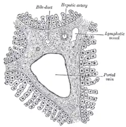 Kresba portobiliárního prostoru