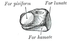 Levá trojhranná kost. Gray's Anatomy, 1918