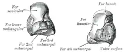 Levá hlavatá kost. Gray's Anatomy, 1918