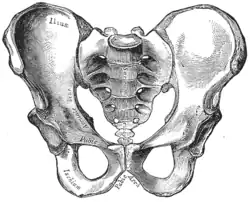 Mužská pánev (Gray's Anatomy, 1918)