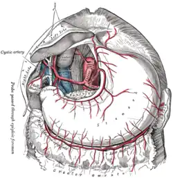 A. hepatica communis a její větev a. hepatica propria. Gray's Anatomy, 1918