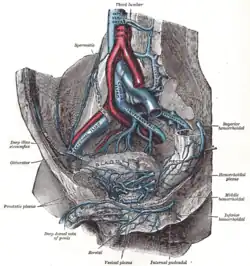 Společná kyčelní žíla uprostřed. Gray's Anatomy, 1918