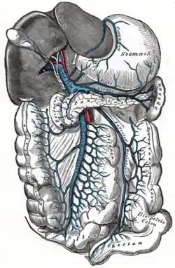 Vrátnicová žíla a její větve. Gray's Anatomy, 1918