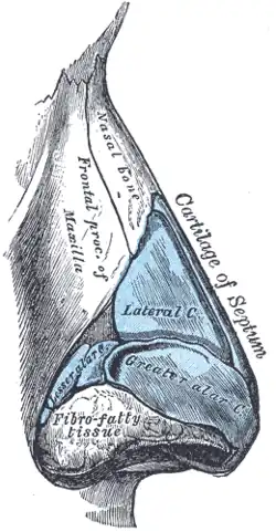 Nos, laterální pohled; nosní kost je vpravo nahoře (nasal bone). Gray's Anatomy, 1918