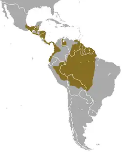 rozšíření vačice čtyřoké